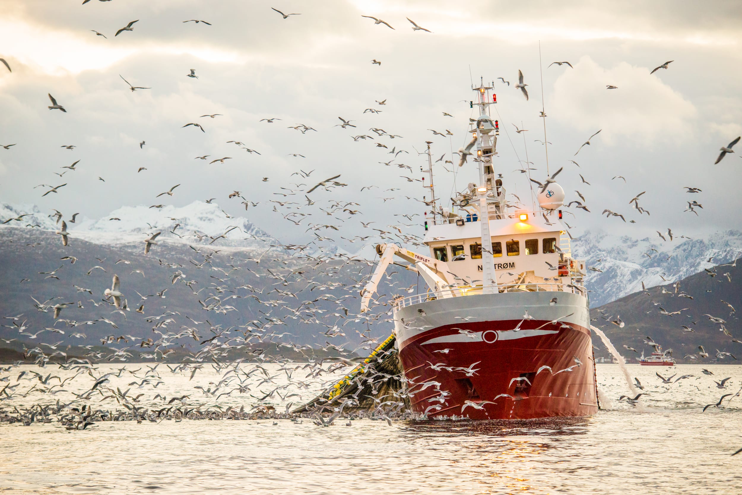 Fiskebåt med måker rundt.